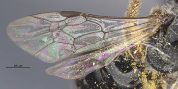 Media type: image;   Entomology 27455 Aspect: Wing front